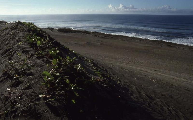 RWT 0022 006-12 Fiji Beach.jpg